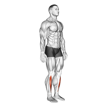 ankle dorsal flexion